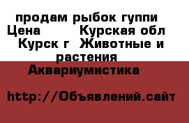 продам рыбок гуппи › Цена ­ 15 - Курская обл., Курск г. Животные и растения » Аквариумистика   